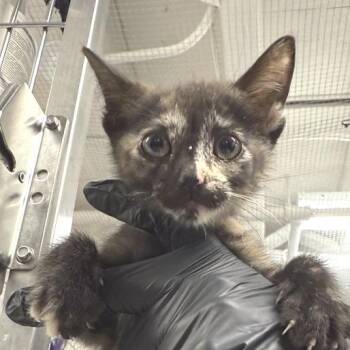 Enif -  Domestic Short Hair Cat for Adoption in New York, New York - Enif | PetCurious