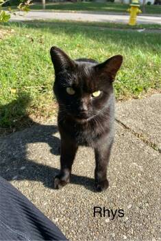 Rescue Domestic Short Hair Cats for Adoption in Aurora, Indiana - ACOTAR : Rhysand | PetCurious