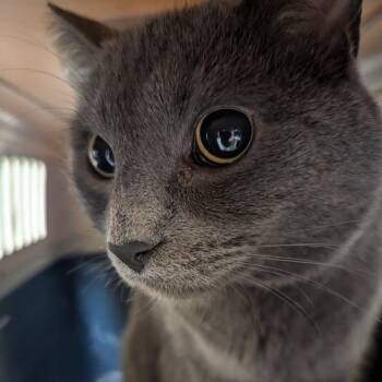 Domestic Short Hair Cats Available for Adoption - Stellar | PetCurious