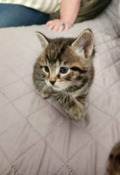 ROOSTER -  Domestic Short Hair Cat for Adoption in Louisville, Kentucky - ROOSTER | PetCurious