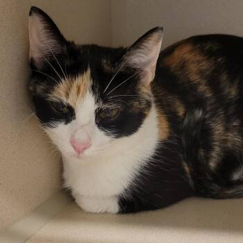 Kiwi -  Domestic Short Hair Cat for Adoption in Wheeling, Illinois - Kiwi | PetCurious
