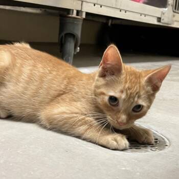 Chaol -  Domestic Short Hair Cat for Adoption in York, Pennsylvania - Chaol | PetCurious