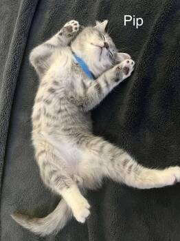 Domestic Short Hair Cats Available for Adoption in Telford, Pennsylvania - Loki | PetCurious