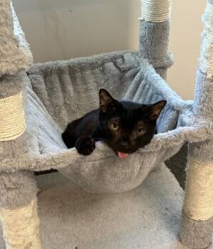 Chocolate Moose -  Domestic Short Hair Cat for Adoption in Cary, North Carolina - Chocolate Moose | PetCurious