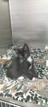 Violet -  Domestic Short Hair Cat for Adoption in North Miami Beach, Florida - Violet | PetCurious