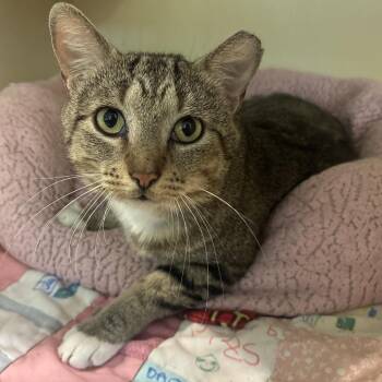 Dread Pirate Roberts -  Domestic Short Hair Cat for Adoption in Chicago, Illinois - Dread Pirate Roberts | PetCurious
