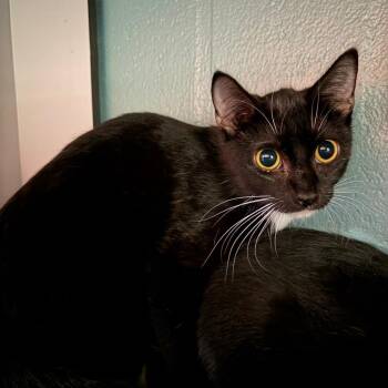 Domestic Short Hair Cats Available for Adoption in Sarasota, Florida - Katara | PetCurious