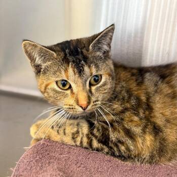 Domestic Short Hair Cats Available for Adoption in Madisonville, Tennessee - Roo | PetCurious