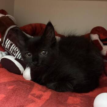 Chocolate Chip -  Domestic Medium Hair Cat for Adoption in Fairport, New York - Chocolate Chip | PetCurious