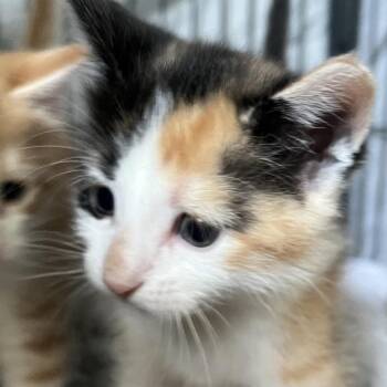 Domestic Short Hair Cats Available for Adoption in Sarasota, Florida - Doodle | PetCurious