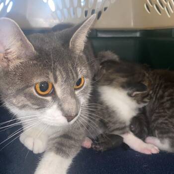 Domestic Short Hair Cats Available for Adoption - Savannah | PetCurious