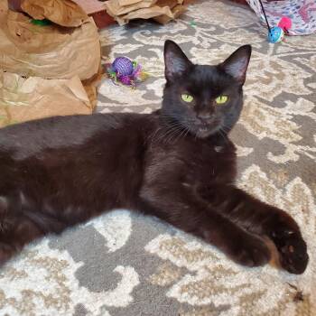 Cordelia -  Domestic Short Hair Cat for Adoption in Manchester, Maryland - Cordelia | PetCurious
