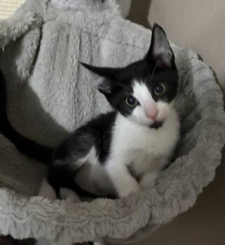Solstice -  Domestic Short Hair Cat for Adoption in Alafaya, Florida - Solstice | PetCurious