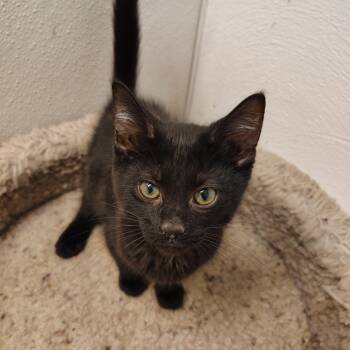 Sesame -  Domestic Short Hair Cat for Adoption in Indiana, Pennsylvania - Sesame | PetCurious