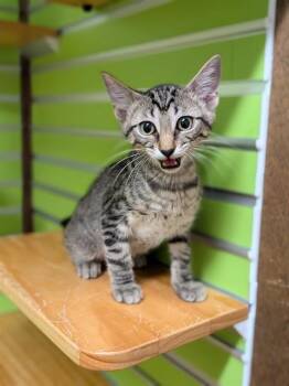 PUA -  Domestic Short Hair Cat for Adoption in St. Peters, Missouri - PUA | PetCurious