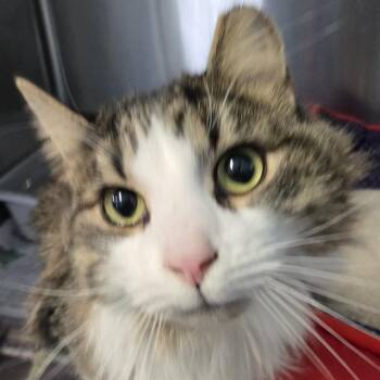 Domestic Medium Hair Cats Available for Adoption - Evie | PetCurious