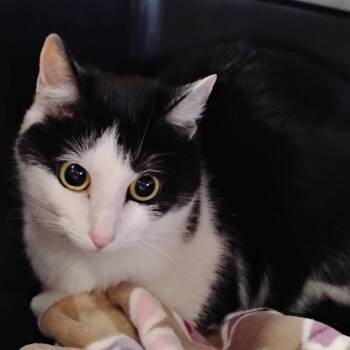 Domestic Short Hair Cats Available for Adoption - Laila | PetCurious
