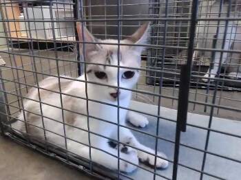 COCO -  Domestic Short Hair Cat for Adoption in Tulsa, Oklahoma - COCO | PetCurious