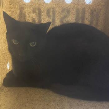72011 -  Domestic Short Hair Cat for Adoption in Harrisonburg, Virginia - 72011 | PetCurious