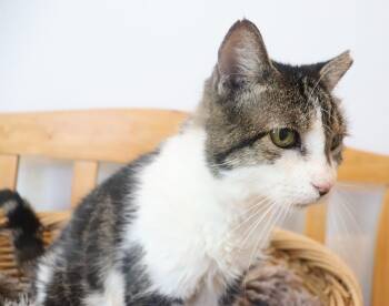 Elton - Sweet Sixteen Year Old -  Domestic Short Hair and Tabby Cat for Adoption in League City, Texas - Elton - Sweet Sixteen Year Old | PetCurious
