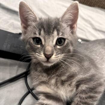 Basil -  Domestic Short Hair Cat for Adoption in Brea, California - Basil | PetCurious
