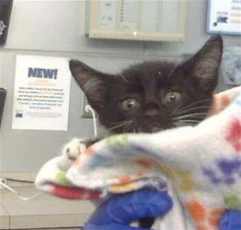 Rescue Domestic Short Hair Cats for Adoption in Dallas, Texas - ALEXIE | PetCurious