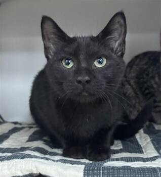 TOFU -  Domestic Short Hair Cat for Adoption in Boston, Massachusetts - TOFU | PetCurious