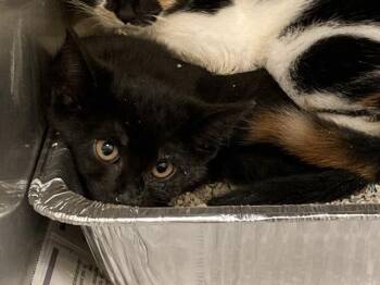 CASH -  Domestic Short Hair Cat for Adoption in Tustin, California - CASH | PetCurious