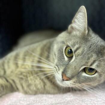 Night Ghoul -  Domestic Short Hair Cat for Adoption in Richmond, Virginia - Night Ghoul | PetCurious