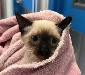 Liam -  Siamese Cat for Adoption in Golden, Colorado - Liam | PetCurious