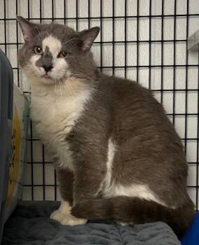 Domestic Medium Hair Cats Available for Adoption in Park Row, Texas - Flintstone | PetCurious