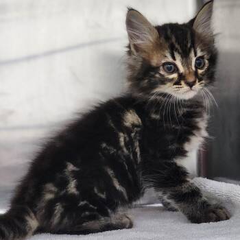 Domestic Short Hair Cats Available for Adoption in Auburn, Alabama - Floyd | PetCurious