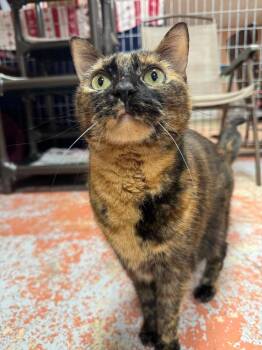 Ruby -  Domestic Short Hair Cat for Adoption in Olean, New York - Ruby | PetCurious