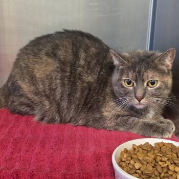 Rescue Domestic Short Hair Cats for Adoption - Lilo | PetCurious