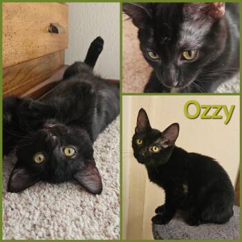 Ozzy -  Domestic Short Hair Cat for Adoption in Newberg, Oregon - Ozzy | PetCurious