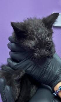 Domestic Short Hair Cats Available for Adoption in El Paso, Texas - 60957406 | PetCurious
