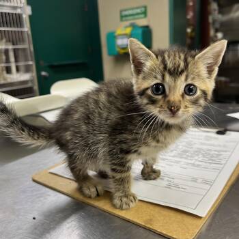 Domestic Short Hair Cats Available for Adoption in Pauls Valley, Oklahoma - Donald | PetCurious