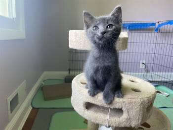 CARDON -  Domestic Short Hair Cat for Adoption in Omaha, Nebraska - CARDON | PetCurious