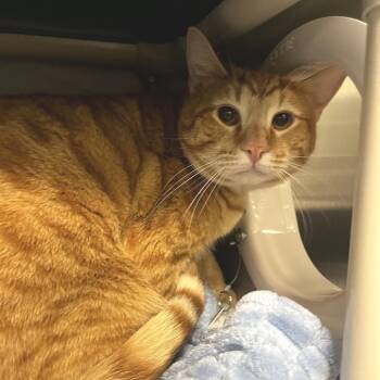 Domestic Short Hair Cats Available for Adoption - Squalo | PetCurious