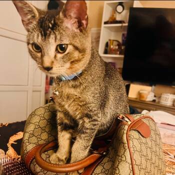 Rescue Domestic Short Hair Cats for Adoption in Long Beach, California - Grant Axel | PetCurious