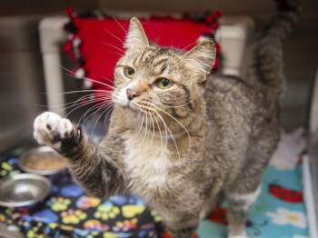 AURORA -  Domestic Short Hair Cat for Adoption in Phoenix, Arizona - AURORA | PetCurious