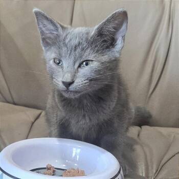 Domestic Short Hair Cats Available for Adoption in Pleasant Hill, California - A1046915 Sable | PetCurious