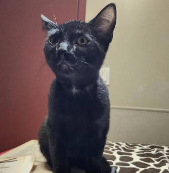 Toothless -  Domestic Short Hair Cat for Adoption in Dublin, California - Toothless | PetCurious