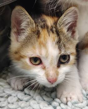 Brenda -  Domestic Short Hair Cat for Adoption in Saint Clairsville, Ohio - Brenda | PetCurious