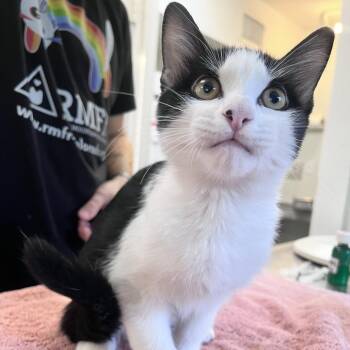 Prince Carlsbad -  Domestic Short Hair Cat for Adoption in Denver, Colorado - Prince Carlsbad | PetCurious