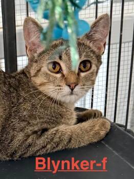 Blynker 26 -  Tabby and Tortoiseshell Cat for Adoption in Brookhaven, Mississippi - Blynker 26 | PetCurious