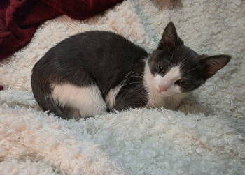 Rescue Domestic Short Hair Cats for Adoption in Nashville, Tennessee - Poppy | PetCurious