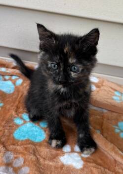Rescue Domestic Short Hair Cats for Adoption in Cloquet, Minnesota - Reese's Puff | PetCurious