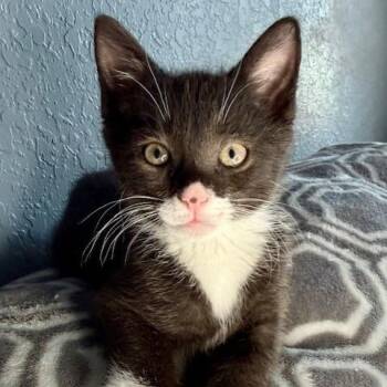 Domestic Short Hair Cats Available for Adoption - Timon | PetCurious