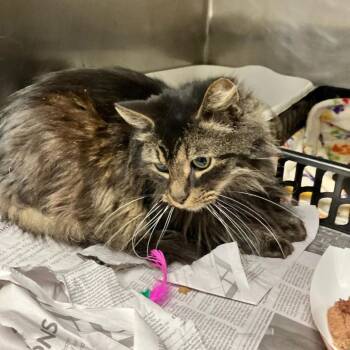 Domestic Long Hair Cats Available for Adoption - Esmeralda | PetCurious